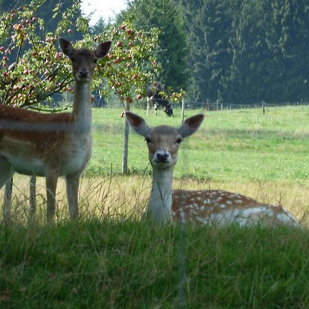 Hotel Und Landgasthof Zum Bockshahn Spessart  Екстериор снимка